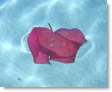 floating petals