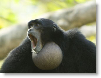 gibbon throat